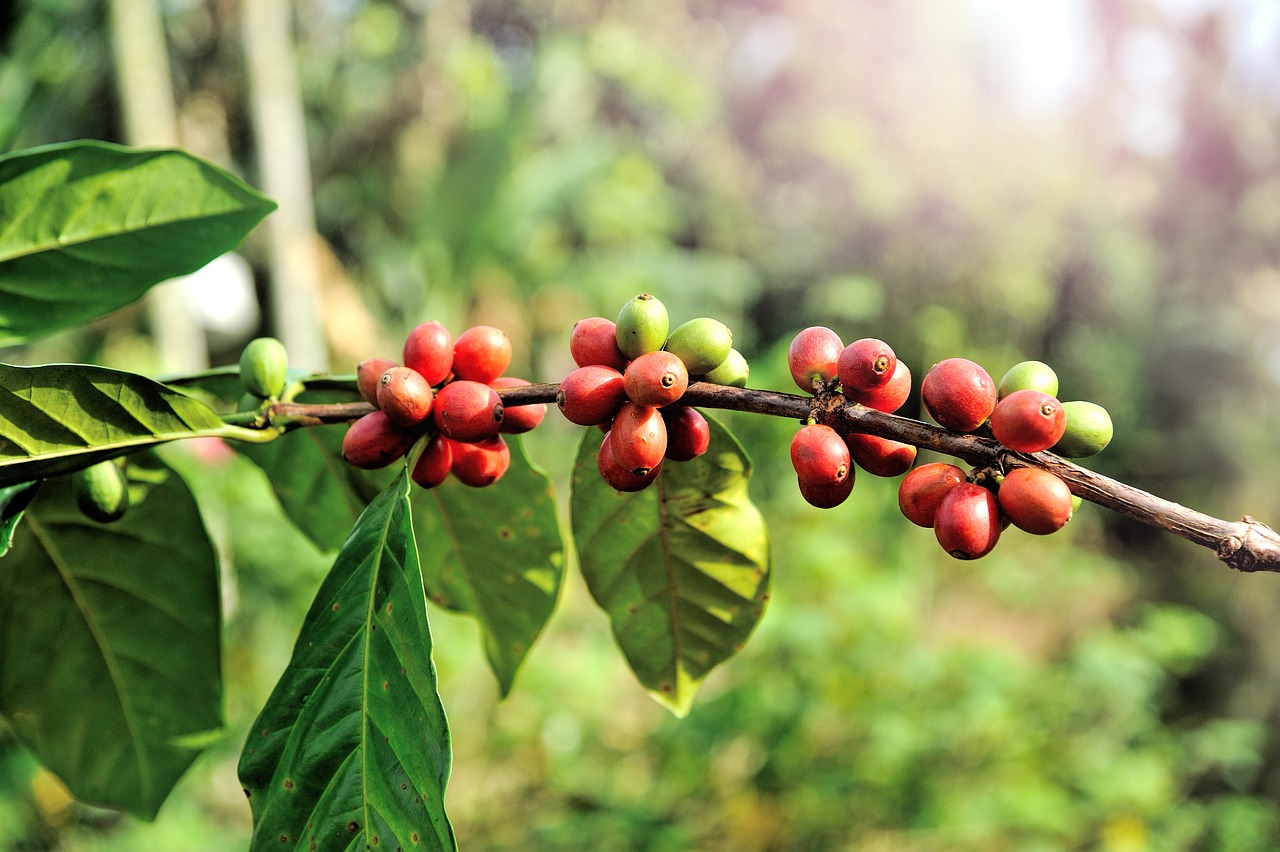 Coffee from Chile